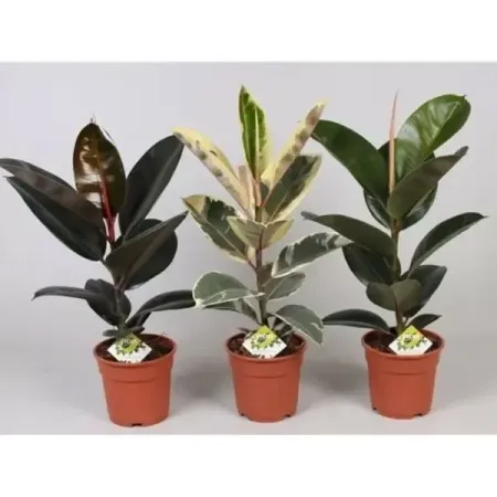 Фикус Эластика микс ø17 h55 см