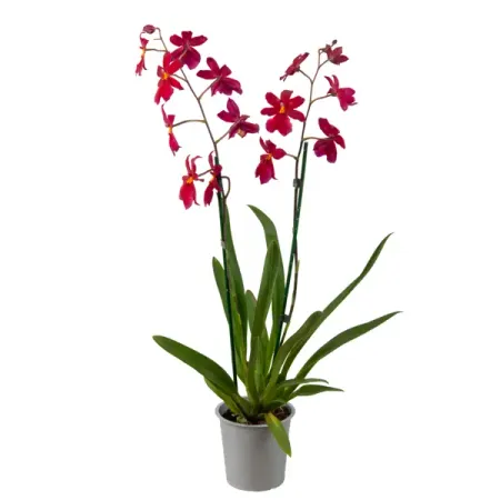 Камбрия микс ø12 h50 см