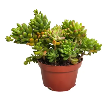 Седум Элис Эванс ø15 h8 см