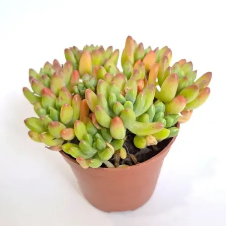 Седум Элис Эванс ø15 h8 см вирджиния эванс fairyland 3 vocabulary and grammar practice