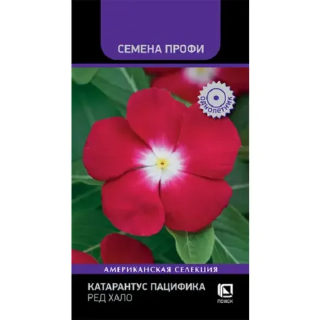 Семена цветов катарантус Пацифика Ред Хало 10 шт