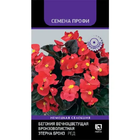 Семена цветов бегония вечноцветущая Этерна Бронз Ред 10 шт