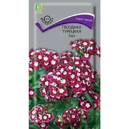 Семена цветов гвоздика Турецкая лара