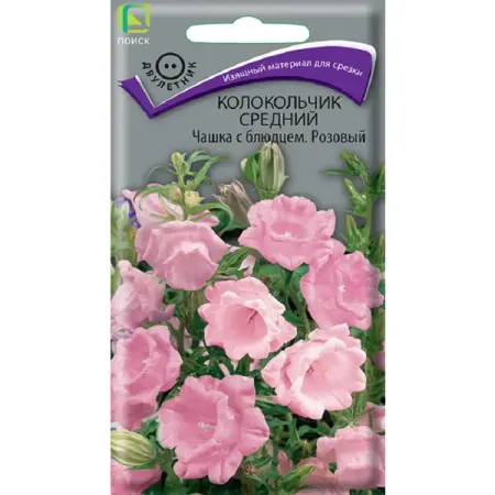 Семена цветов колокольчик Чашка с блюдцем розовый