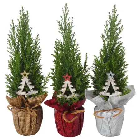 Кипарисовик 25121 ø9 h32 - 35 см