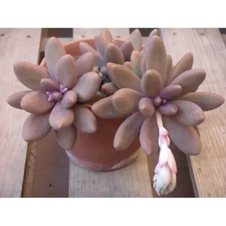 Пахифитум Мачо ø8 h2 см маша царева ненавижу хочу или кое что о мачо