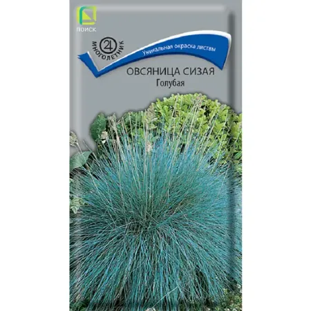 Семена цветов овсяница сизая голубая