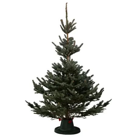 Ель натуральная новогодняя Голубая 150-175 см евгения джен баранова хвойная музыка стихотворения