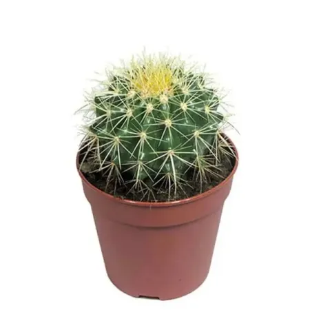 Эхинокактус Грузони ø5 h5 см