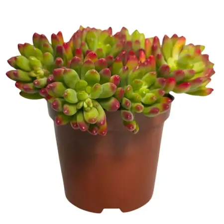 Седум Элис Эванс ø8 h8 см