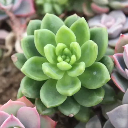 Седум Элис Эванс ø8 h8 см вирджиния эванс fairyland 3 vocabulary and grammar practice