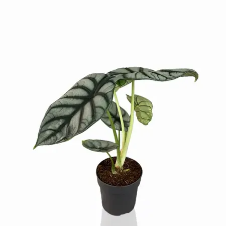 Алоказия Сильвер Драгон ø8 h13 см