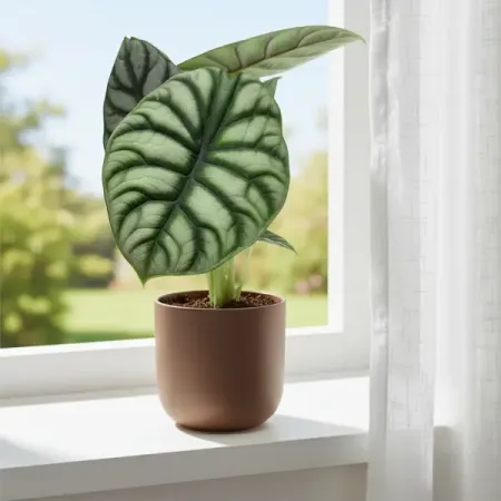 Алоказия Сильвер Драгон ø8 h13 см