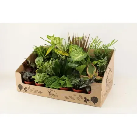 Растения микс ø9 h10 - 35 см