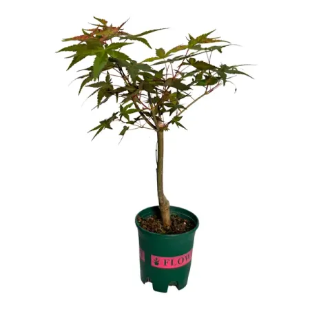 Клен Бонсай ø10 h25 см