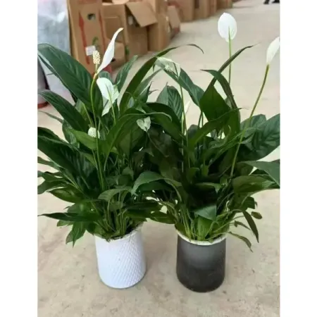 Спатифиллум ø10 h20 см