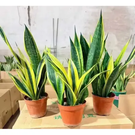 Сансевиерия ø14 h35 см