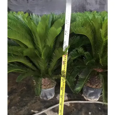 Саговник ø30 h100 см