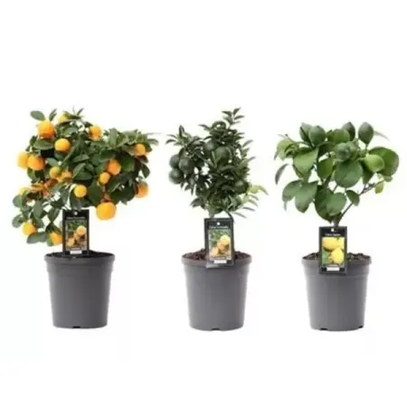 Цитрус Каламон оранж микс ø14 h45 см цитрус микс ø21 h70 см