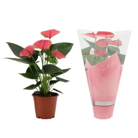 Антуриум Свит Дрим ø12 h36 см