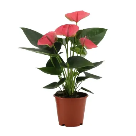 Антуриум Свит Дрим ø12 h36 см