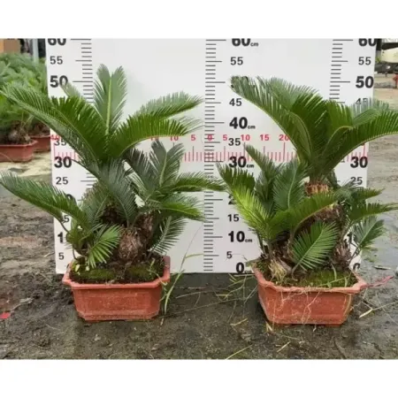 Саговник ø20 h50 см