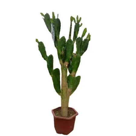 Кактус ø40 h150 см