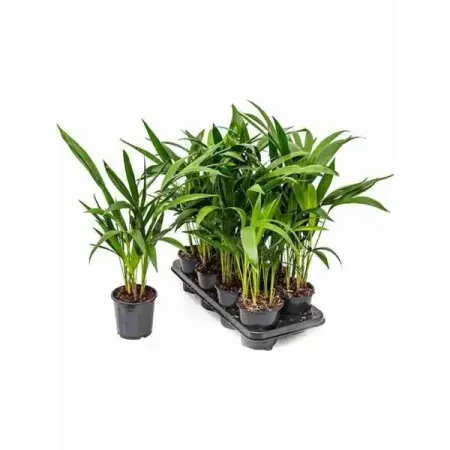 Пальма карликовая Ховея ø9 h25 см