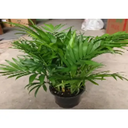 Пальма Ховея ø14 h40 см