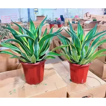 Агава ø30 h40 см