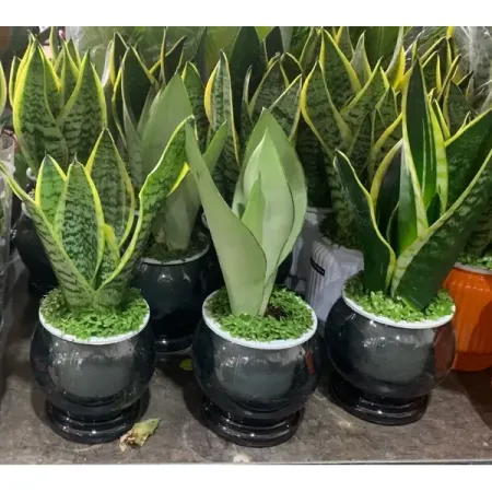 Сансевиерия тигровая ø10 h20 см