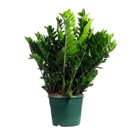 Замиокулькас ø25 h80 см