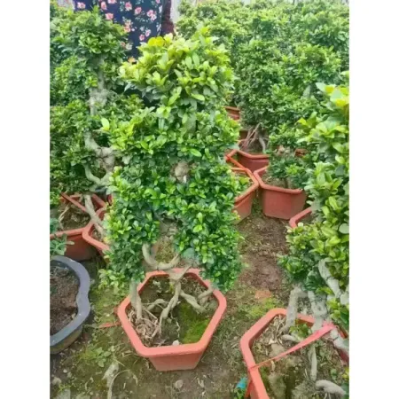 Фикус 8 символов ø33 h100 см