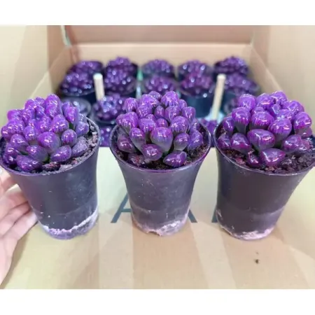Суккулент фиолетовый микс ø11 h10 см