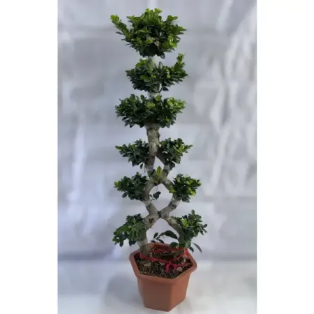 Фикус 8 символов ø40 h140 см