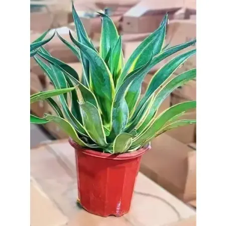 Агава ø14 h35 см