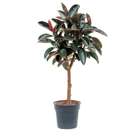 Фикус Эластика ø28 h100 см