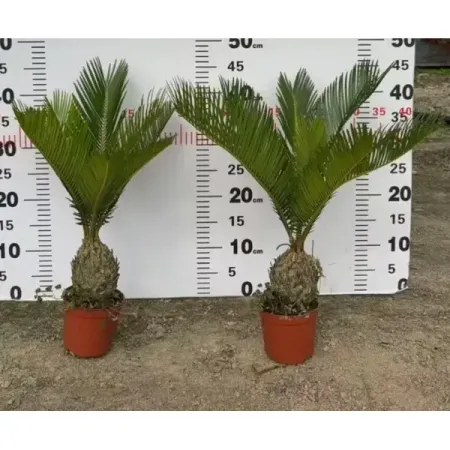 Саговник ø12 h30 см