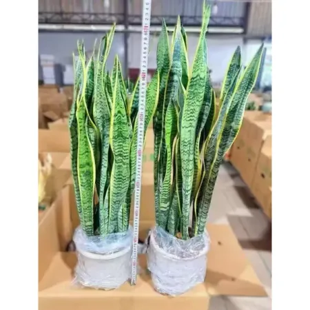 Сансевиерия тигровая ø26 h70 см