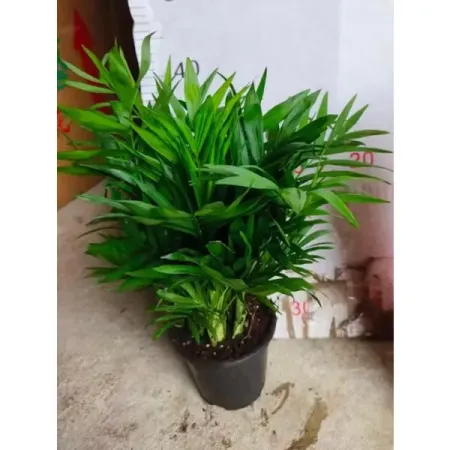 Ховея ø28 h170 см