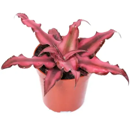 Криптантус ø8 h8 см