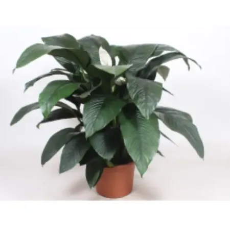 Спатифиллум Халк ø33 h100 см