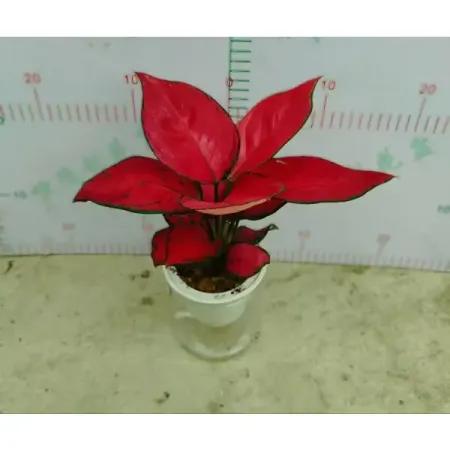 Аглаонема ø12 h25 см