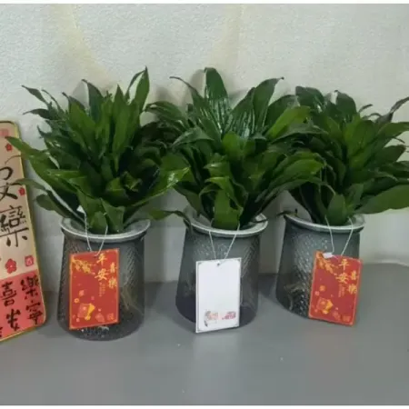 Драцена ø11 h25 см