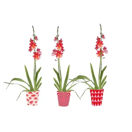 Орхидея Камбрия Нелли Ислер ø12 h50 см нелли ускова останься со мной живым