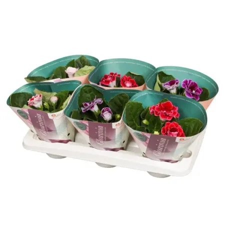 Глоксиния Брокаде микс ø12 h20 см