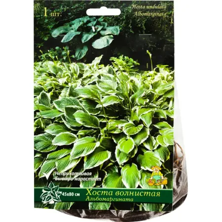 Хоста волнистая «Альбомаргината», 1 шт. ирина а сущева сочи мацеста хоста сириус лазаревский район адлер красная поляна эстосадок путеводитель