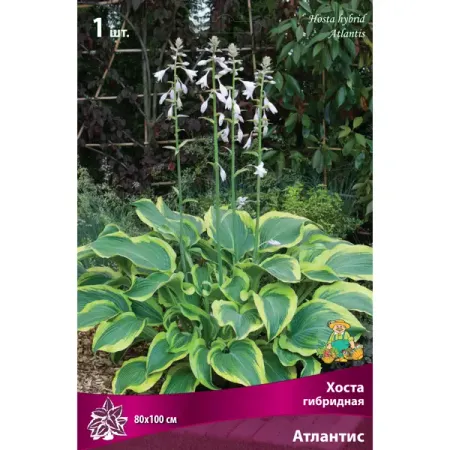 Хоста гибридная «Атлантис», 1 шт.
