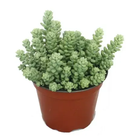 Седум ø15 h30 см