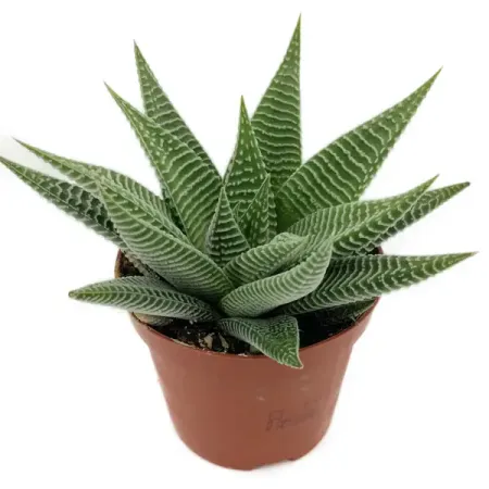 Суккулент Хавортия Спайдер Вайт ø8 h10-15 см